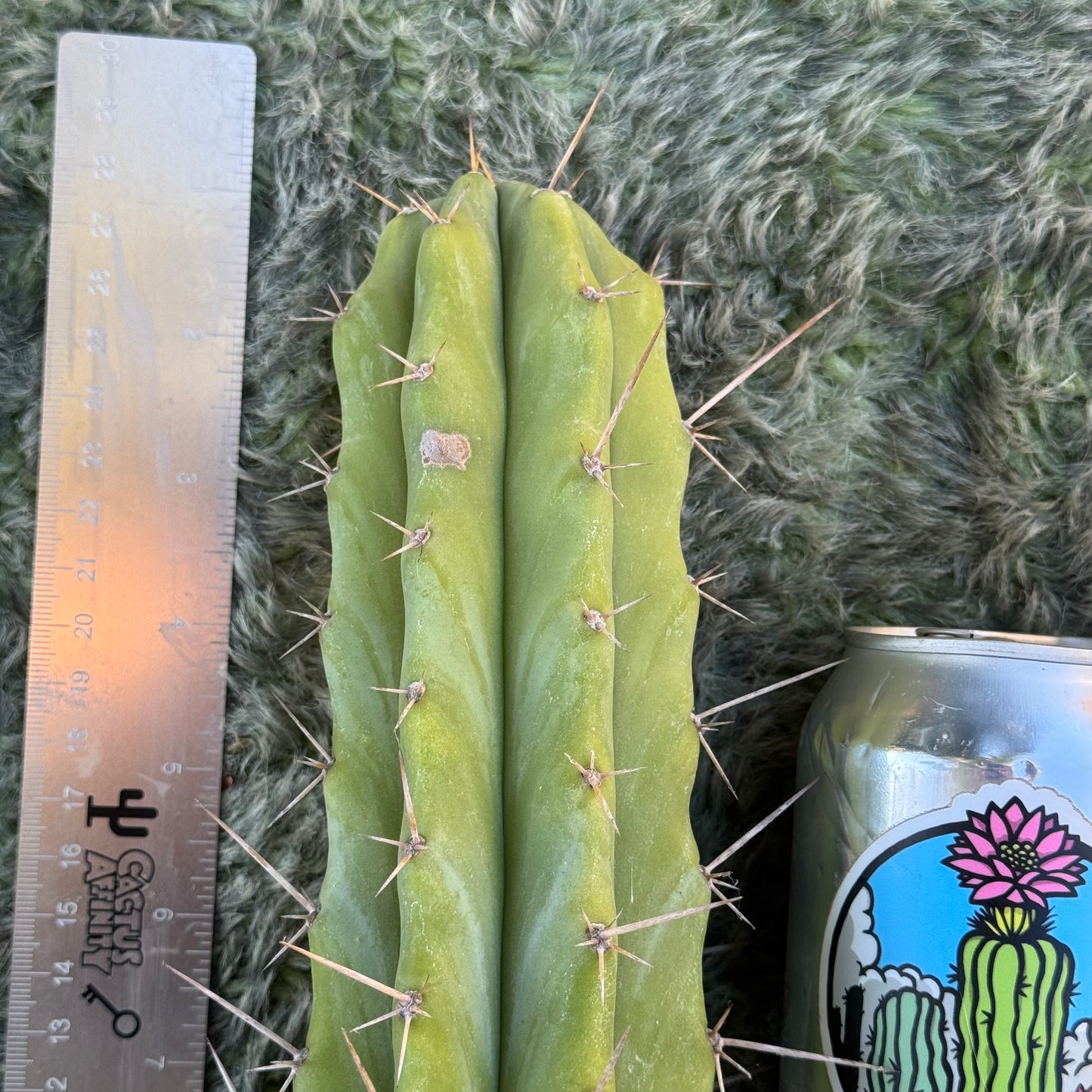 lumberjack x scopulicola