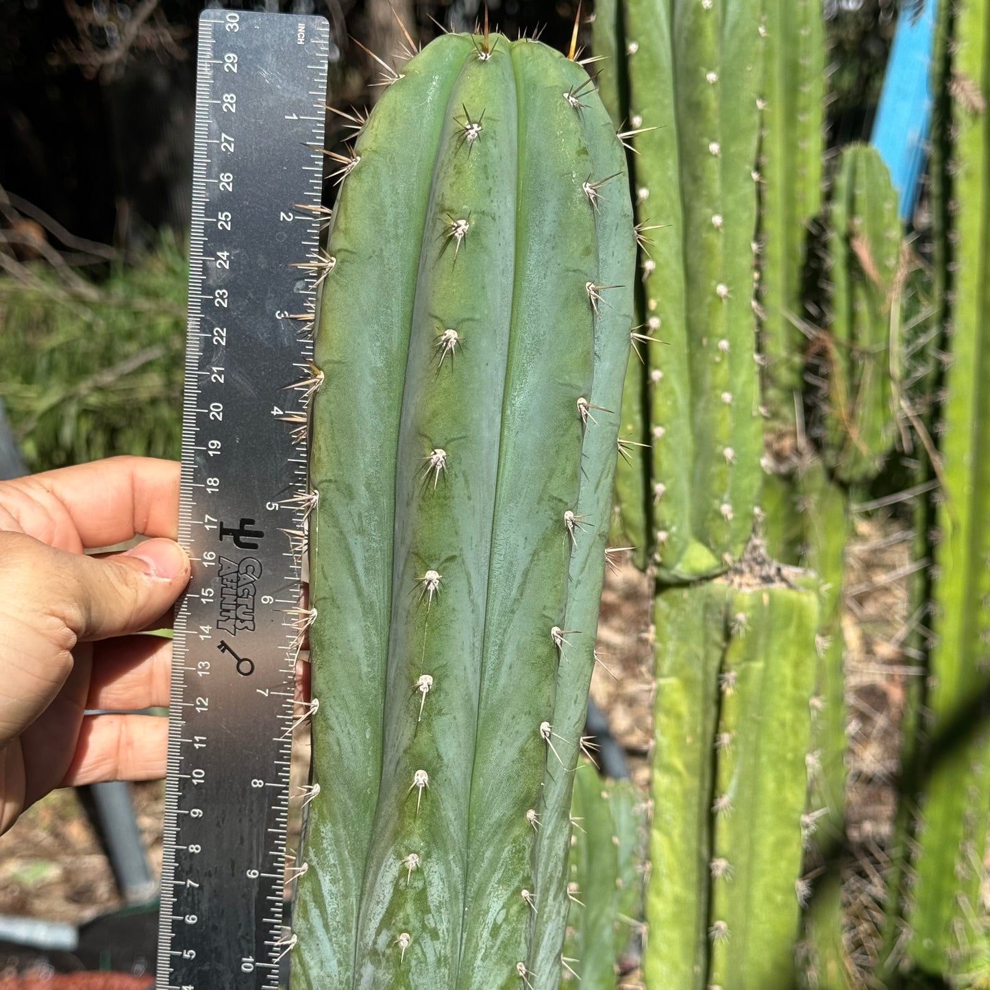 perugesii bridgianus?