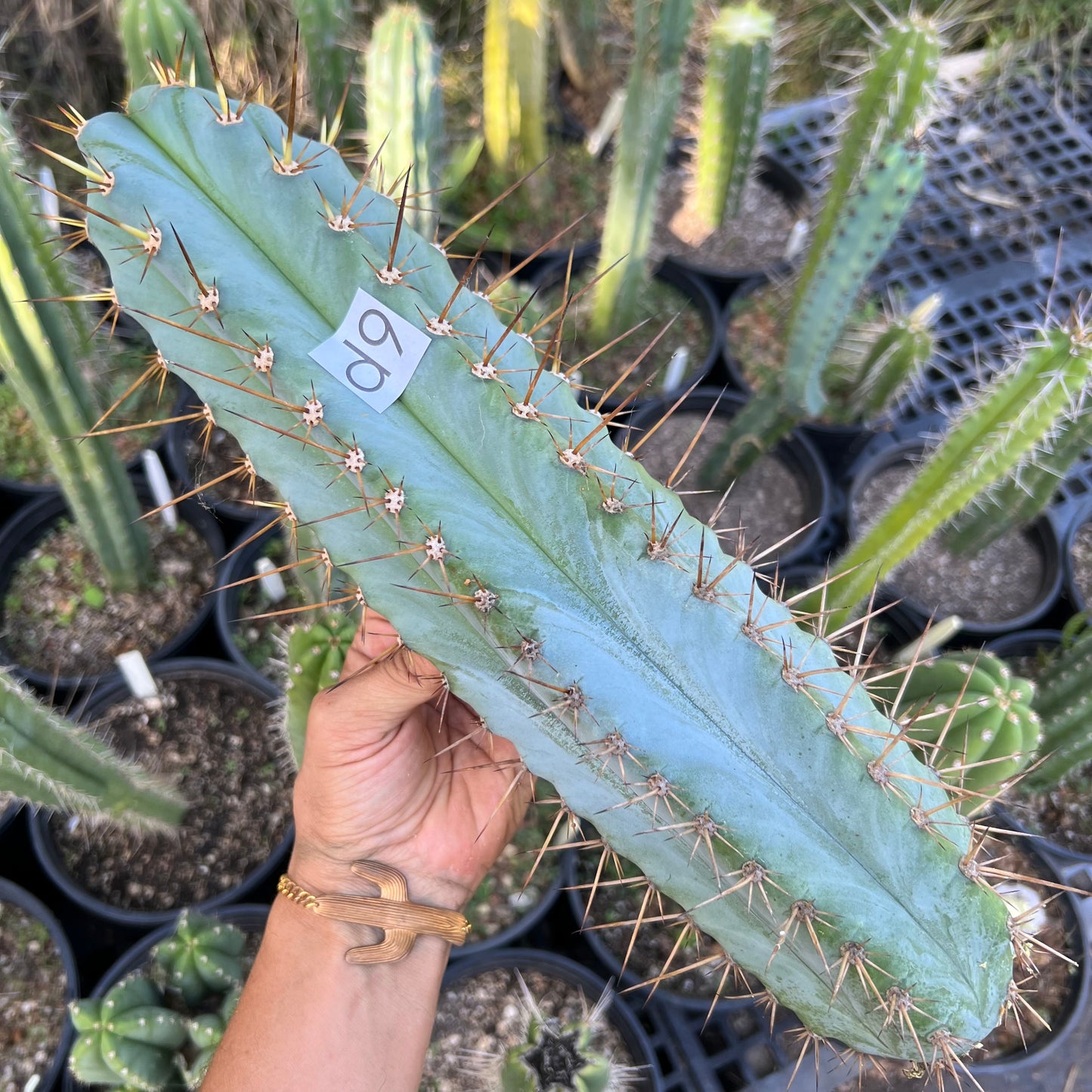 Verne’s Glaucus