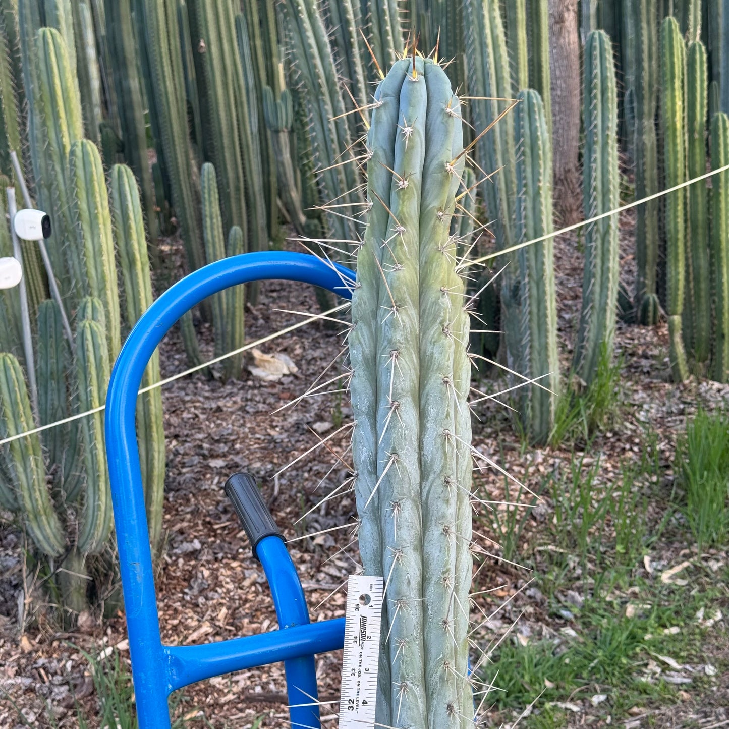 Clyde x Sharxx - local pickup