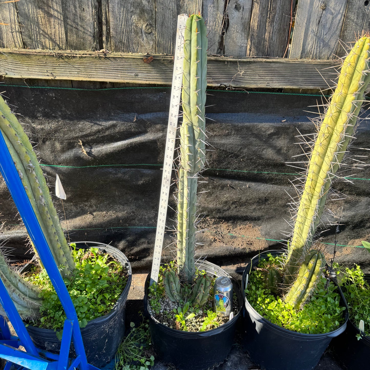 MM x Bertha - local pickup