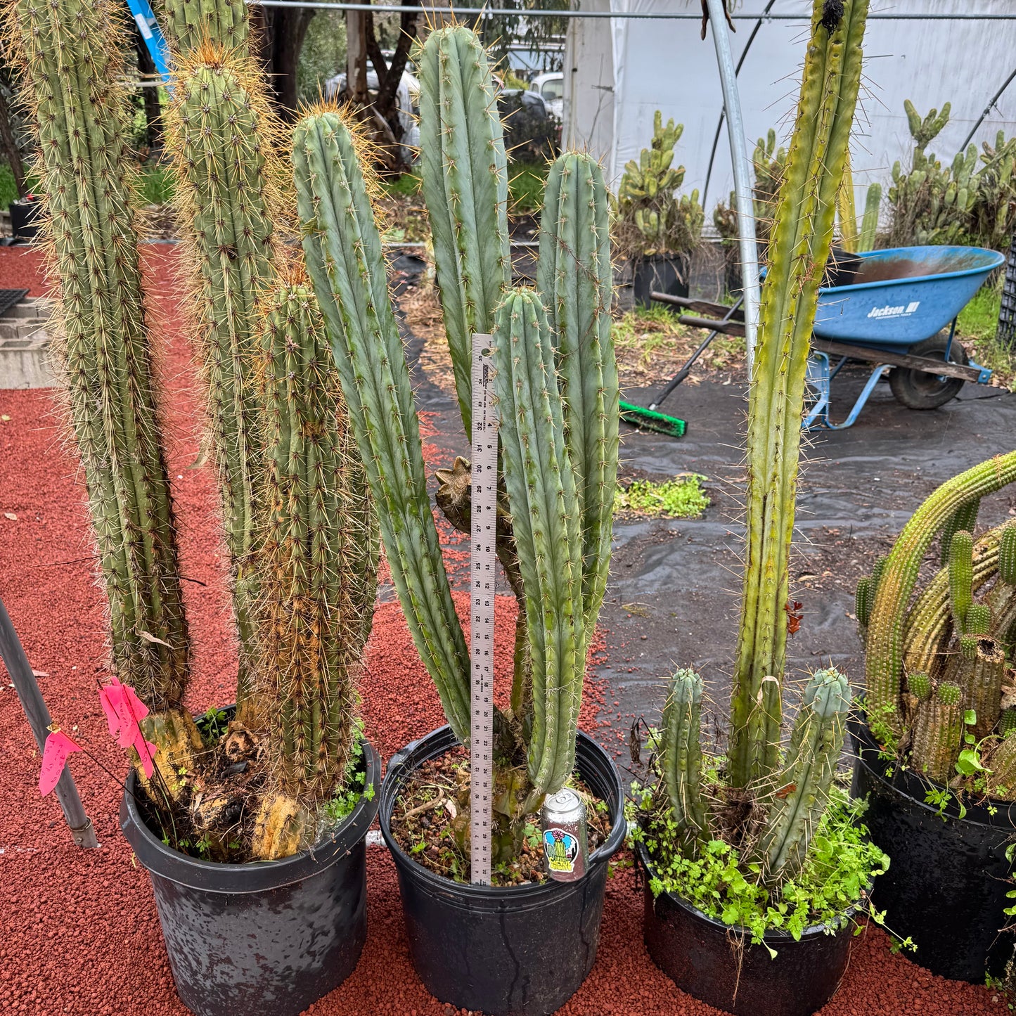 Ohlone - local pickup