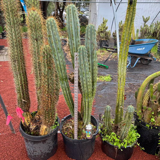 Ohlone - local pickup