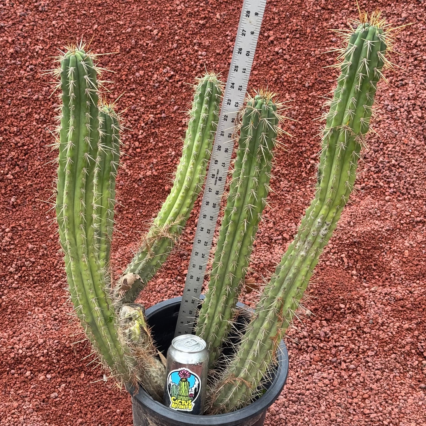 Kimura’s Spiny Giant KSG - local pickup