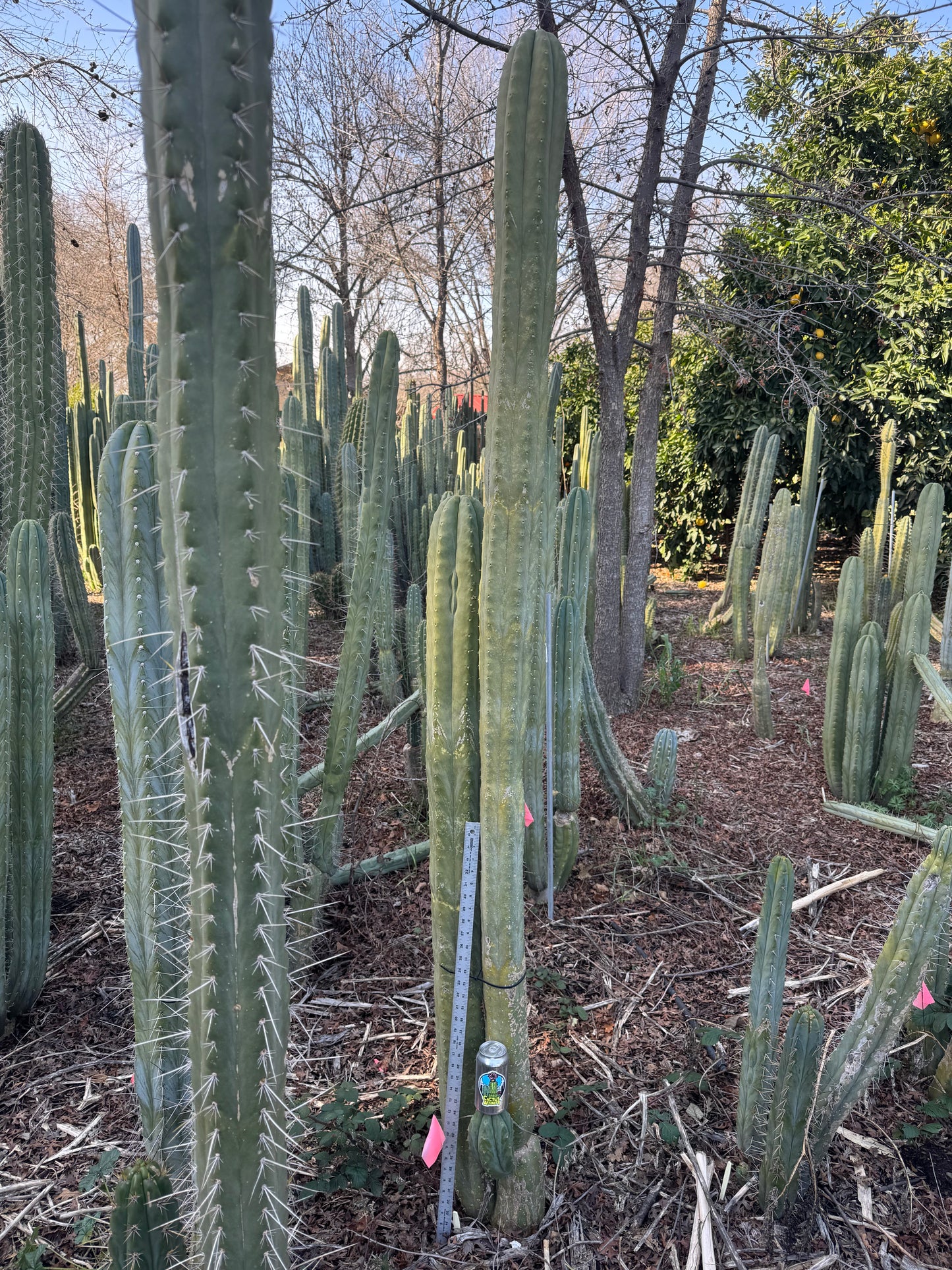 Verne’s J’s Giant - local pickup