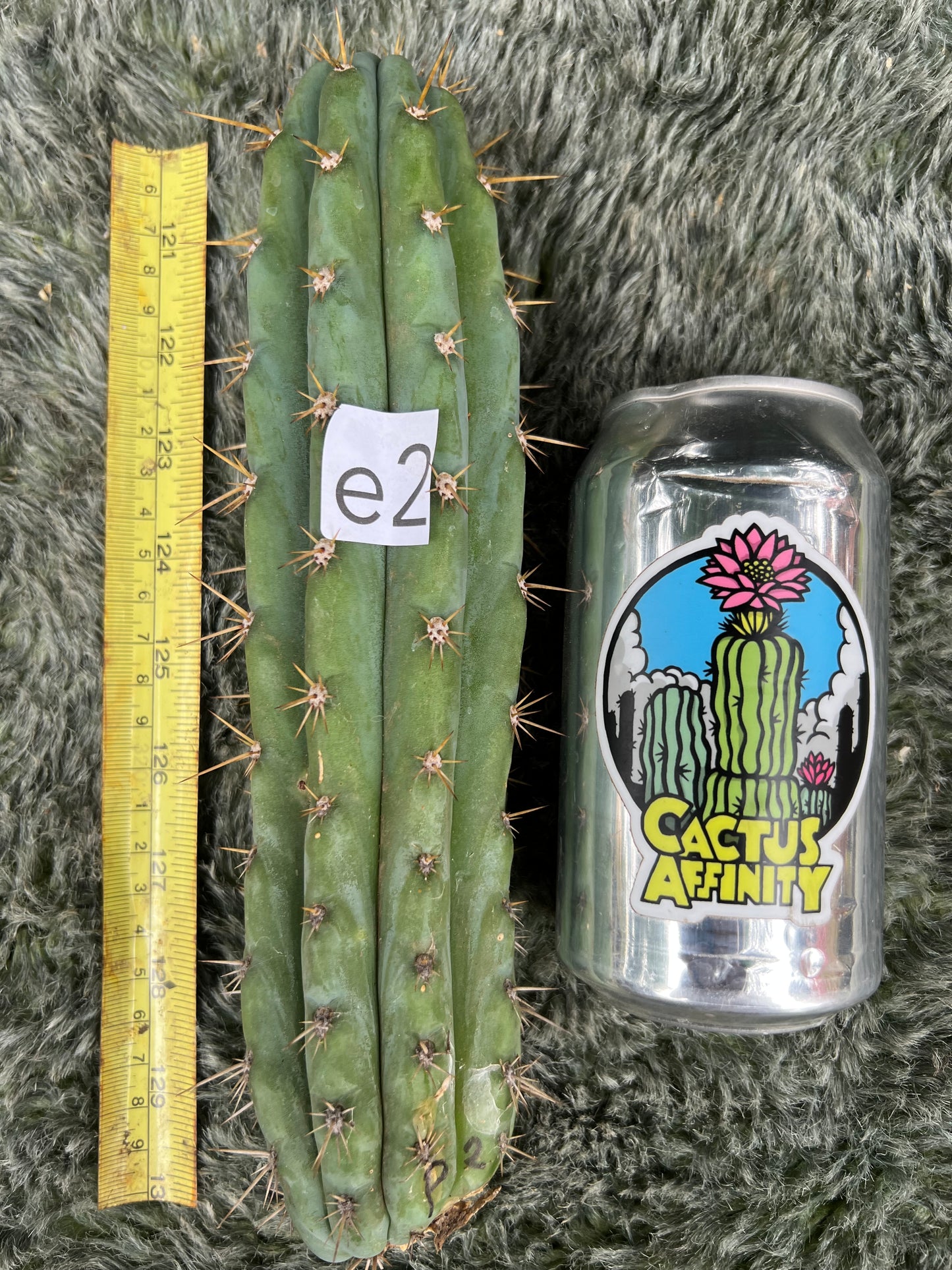 Misplant’s peru2