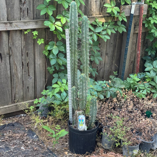 cuzco JS04 - local pickup