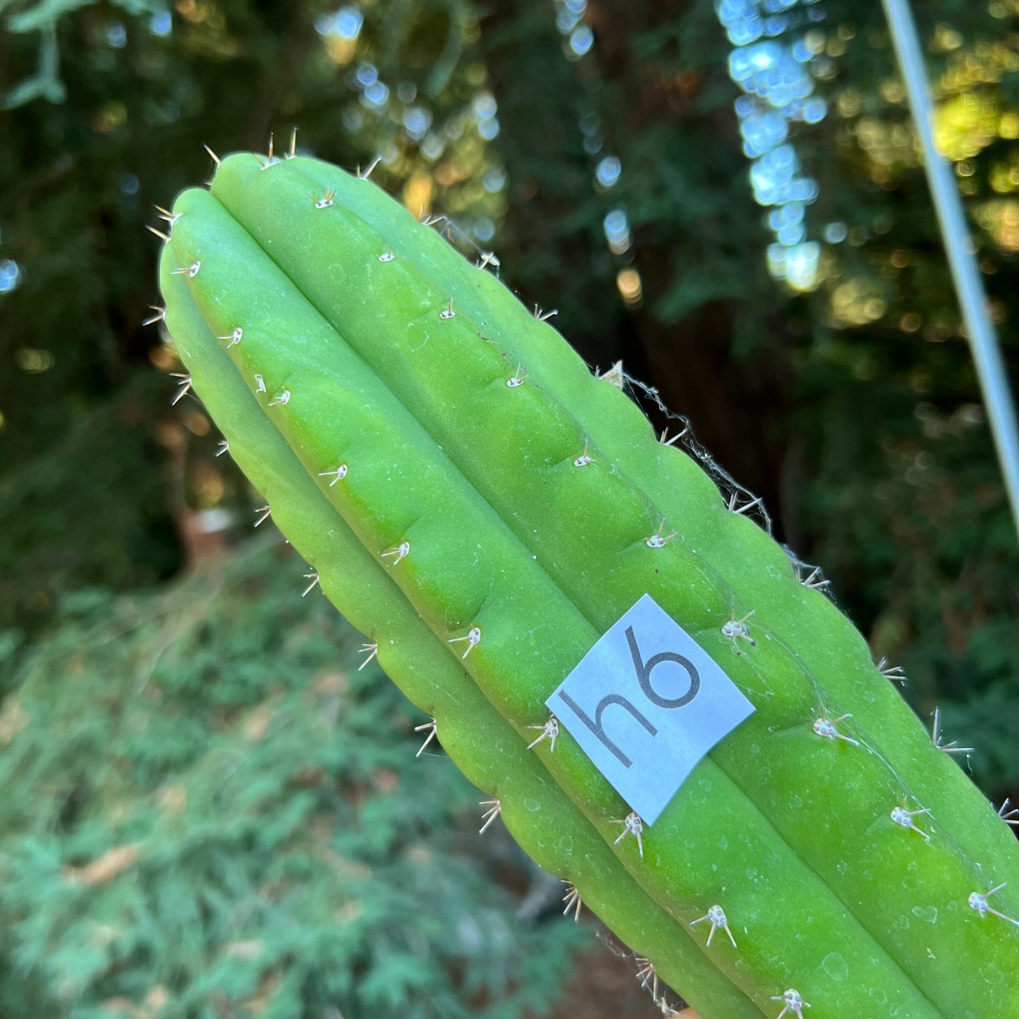 pach cactus plants