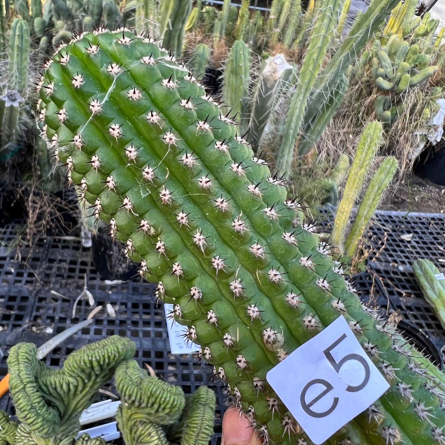 brevispinulosus
