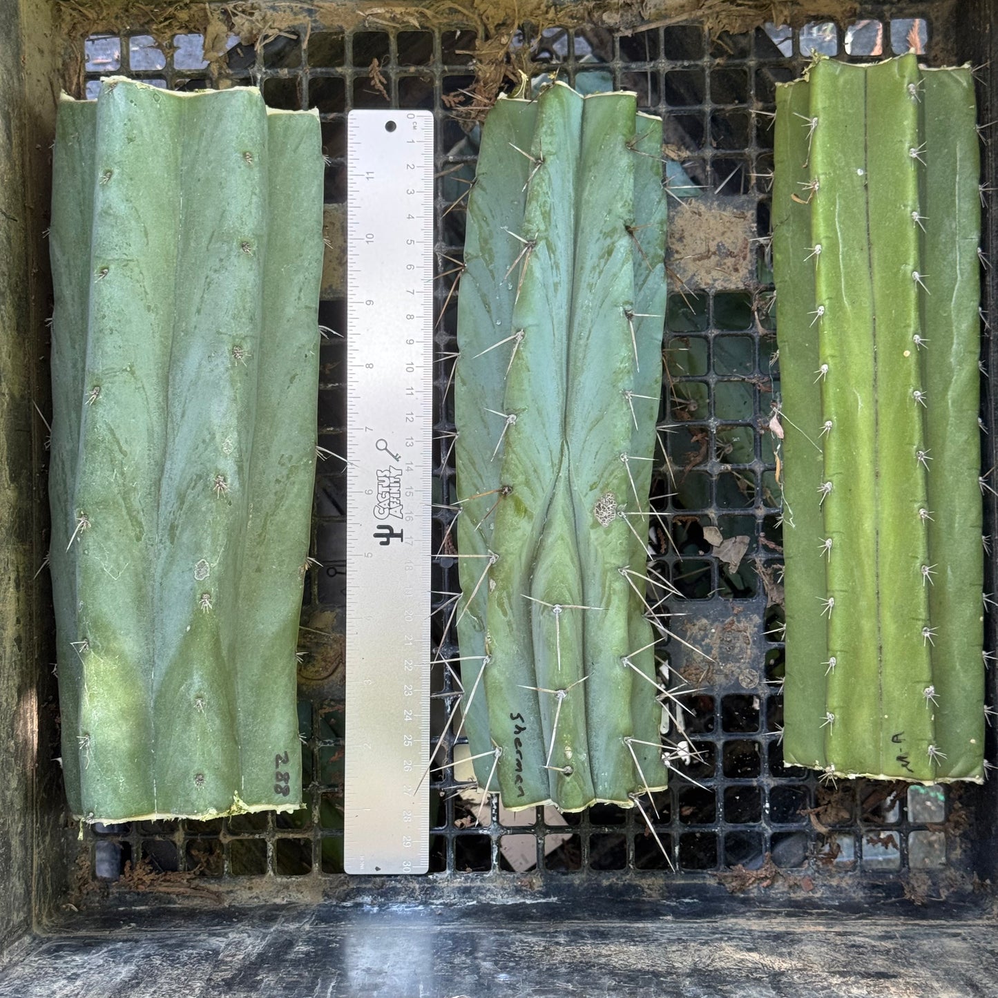 big box of cactuses - free shipping