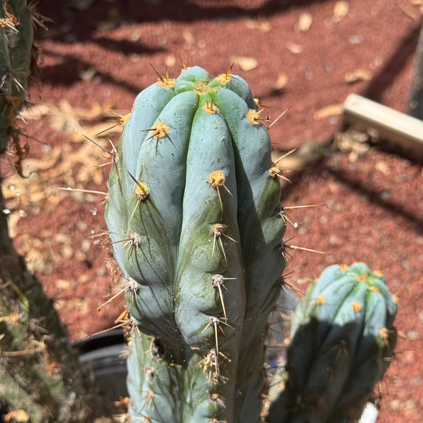 Verne’s Wild Andes #2