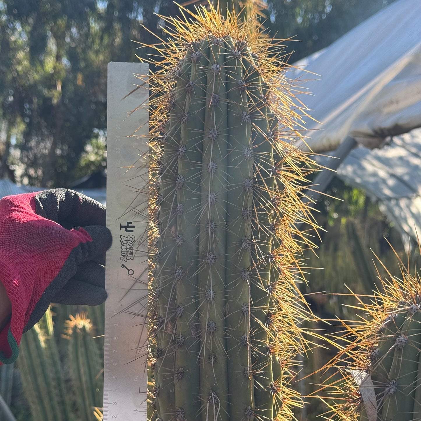 tacaquirensis