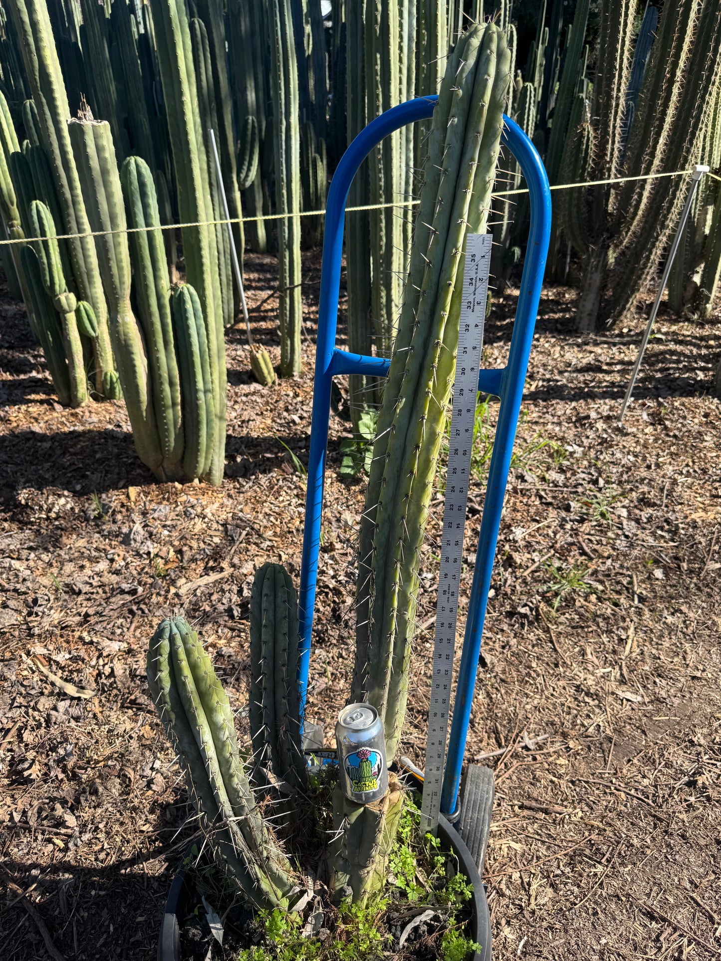 macro cactus plant