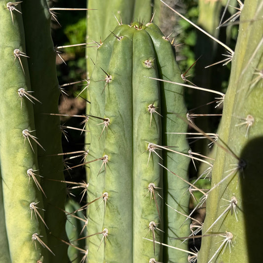 Vernes 2006 KK seeds- JS397