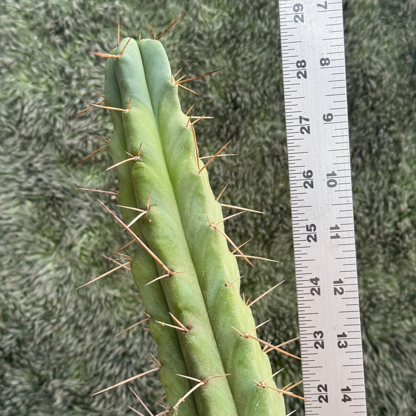 (Super P. x psycho0) x SS02 - local pickup