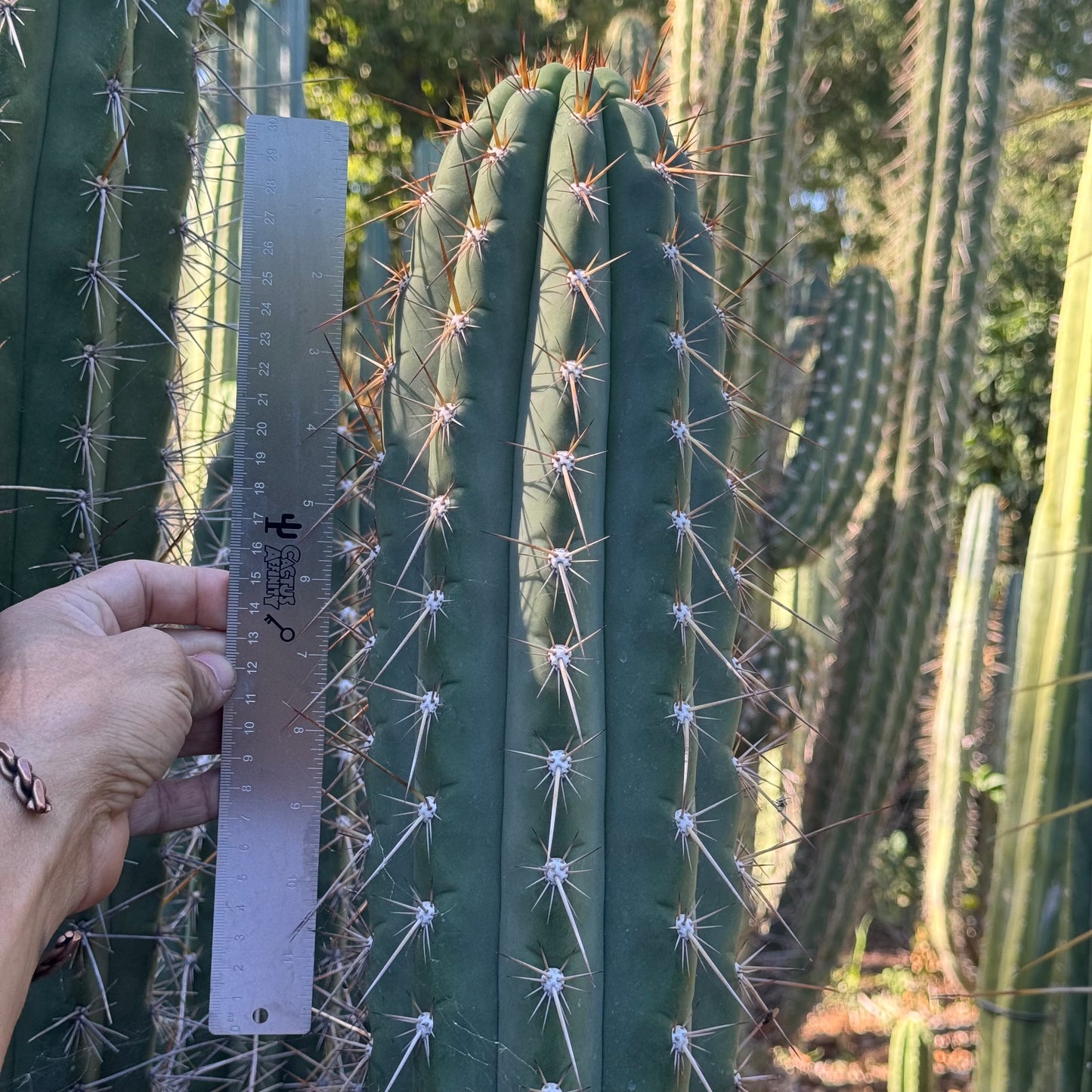 werdermannianus - local pickup