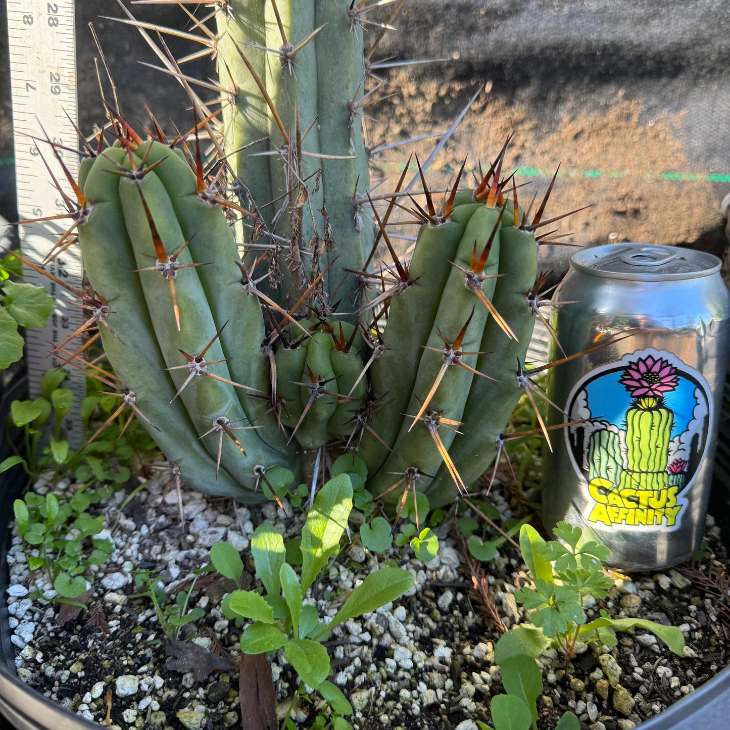 MM x Bertha - local pickup