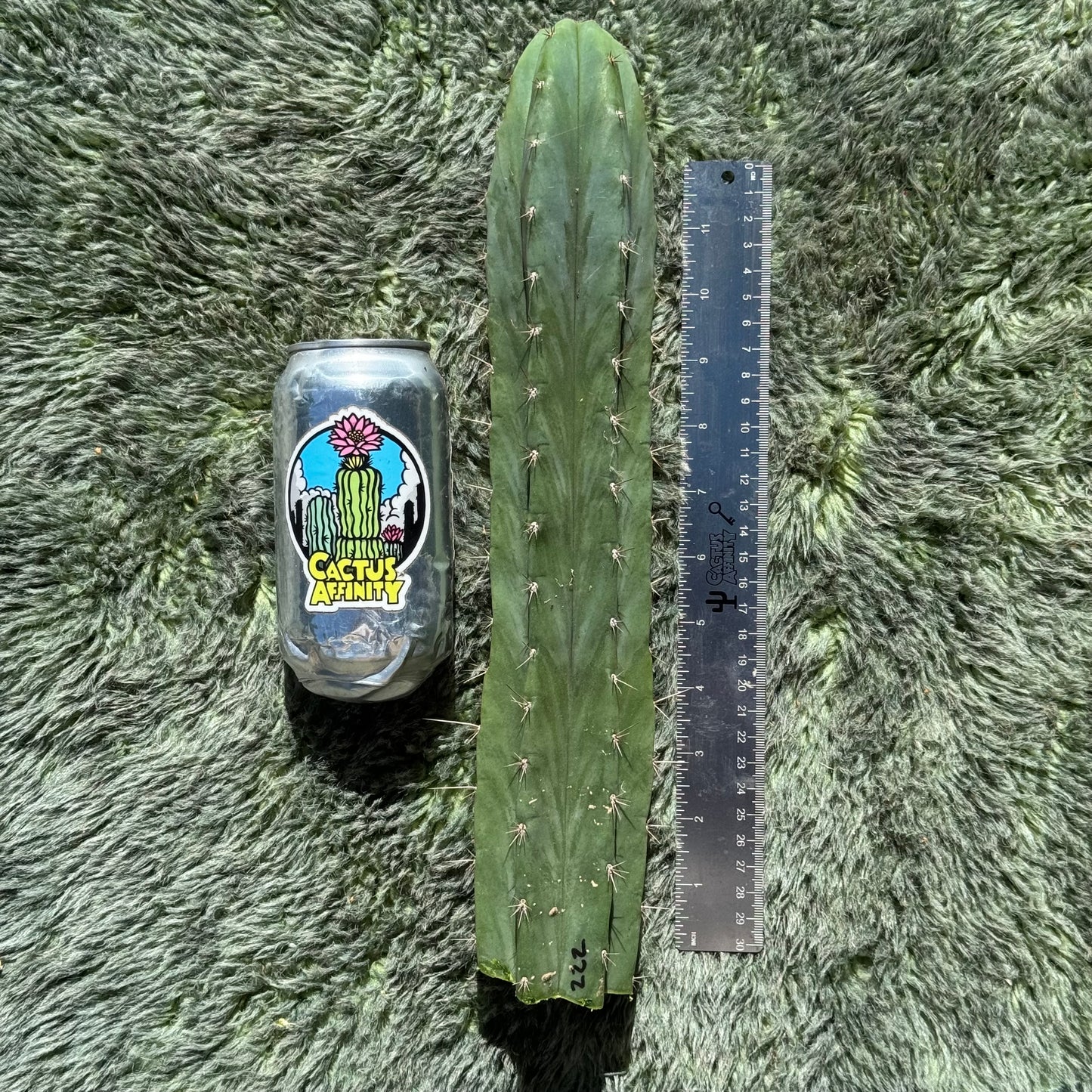 Kimnach 2876D