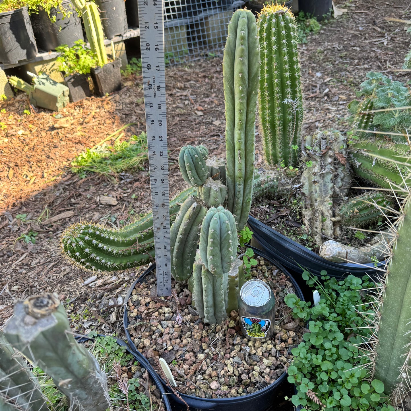 Brian’s Blue Skies - local pickup