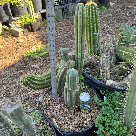 Brian’s Blue Skies - local pickup