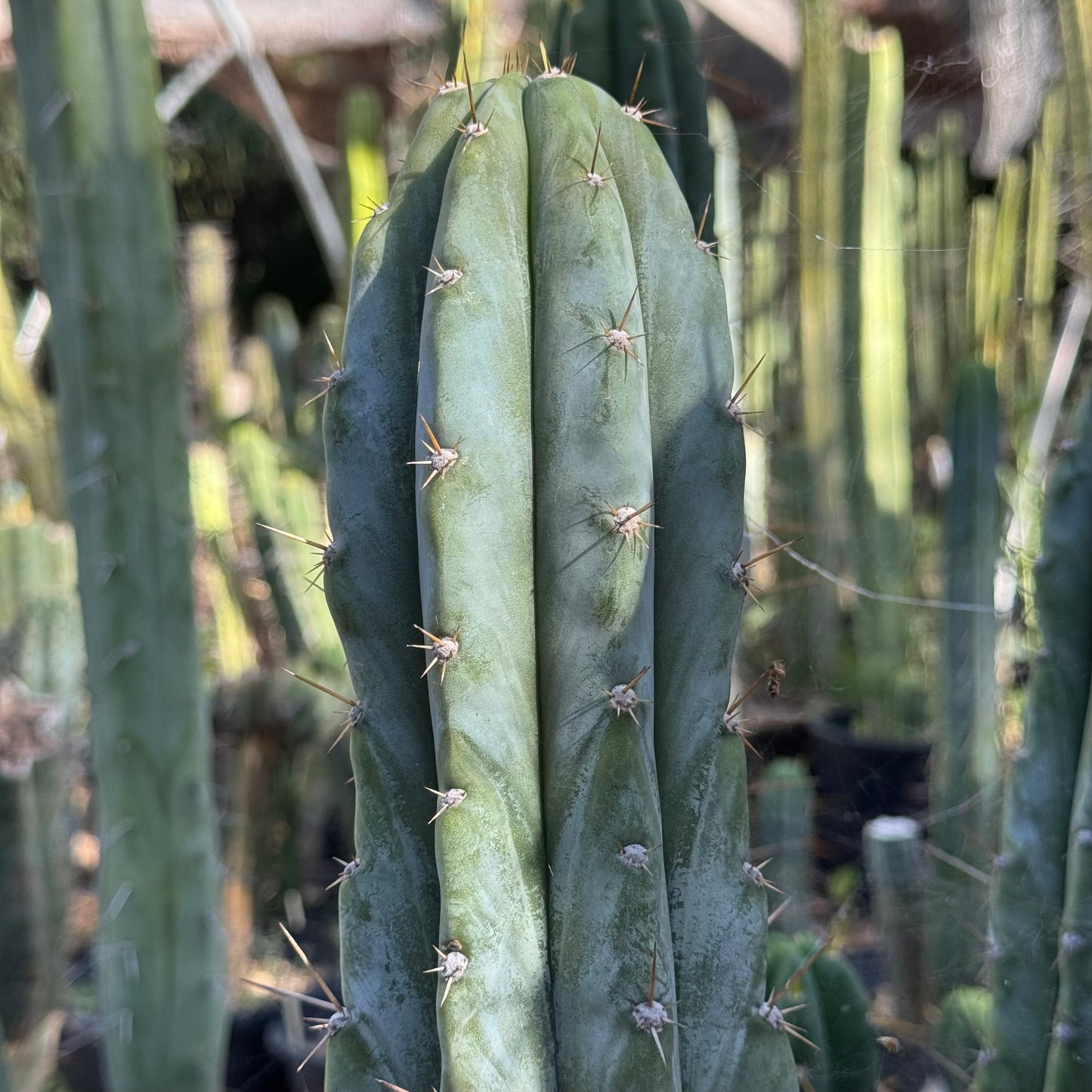 Verne’s Wild Andes #6