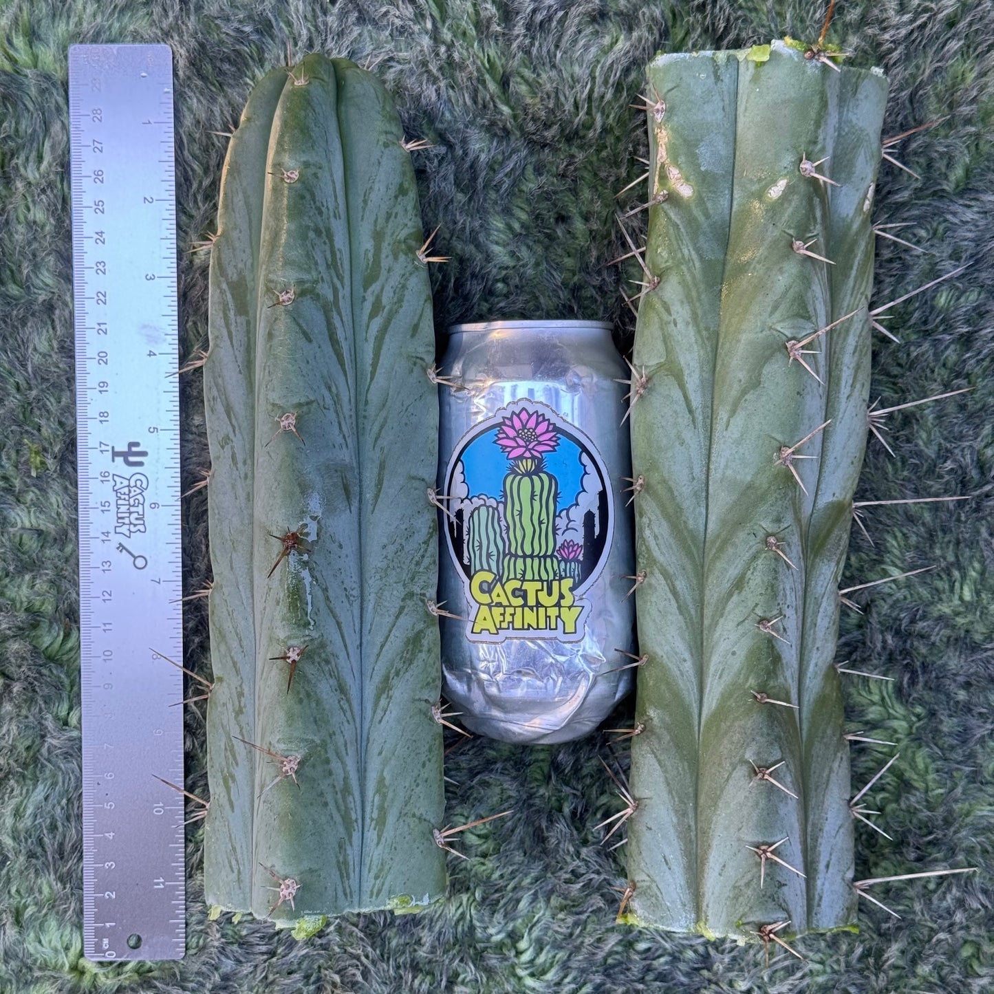 huanu x KGC
