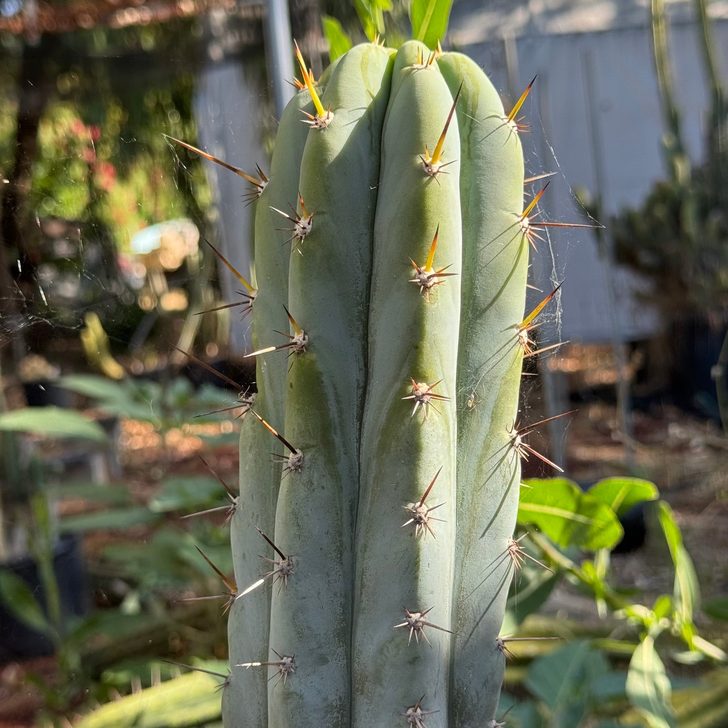 Verne’s Wild Andes #10