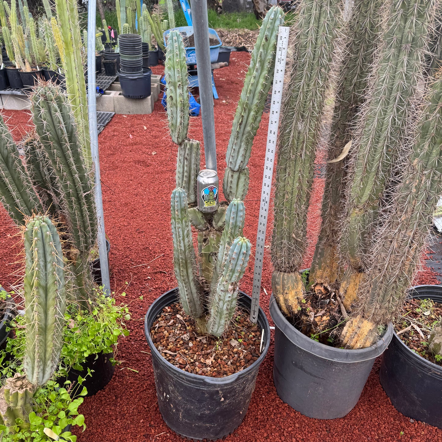 Verne’s Glaucus - local pickup