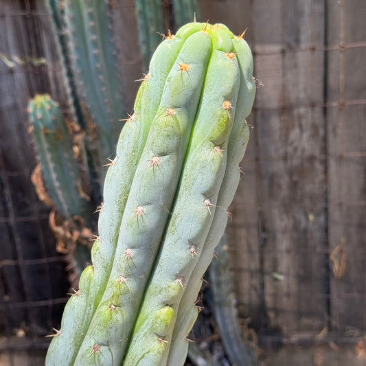 Verne’s Wild Andes #9