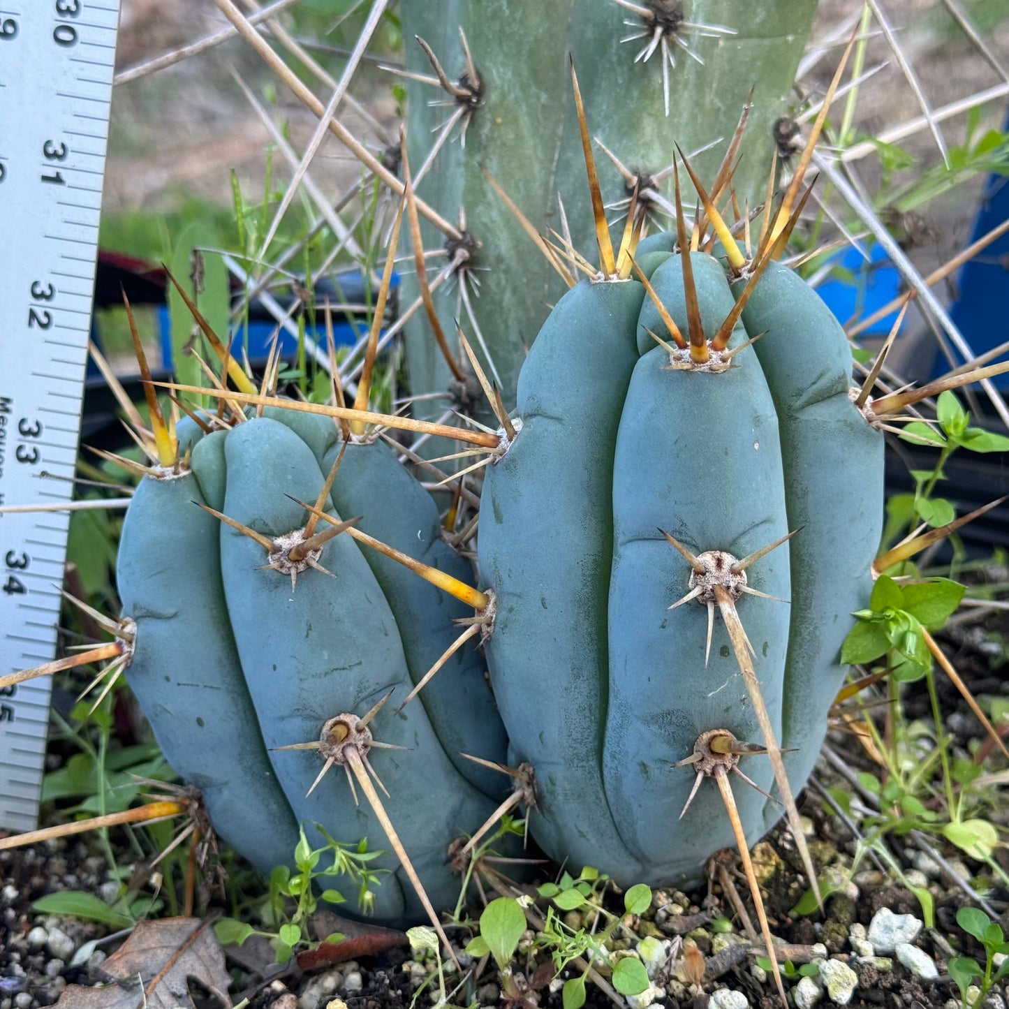 Clyde x Sharxx - local pickup