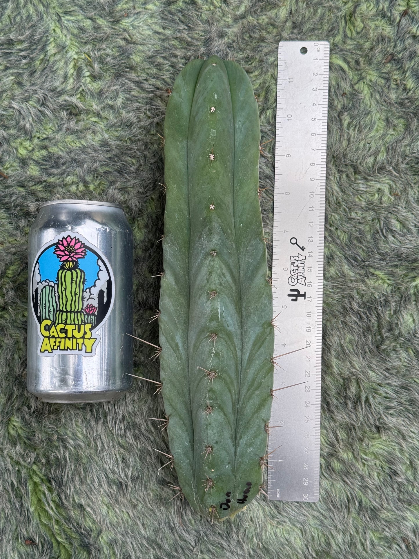 Don Huan - free shipping