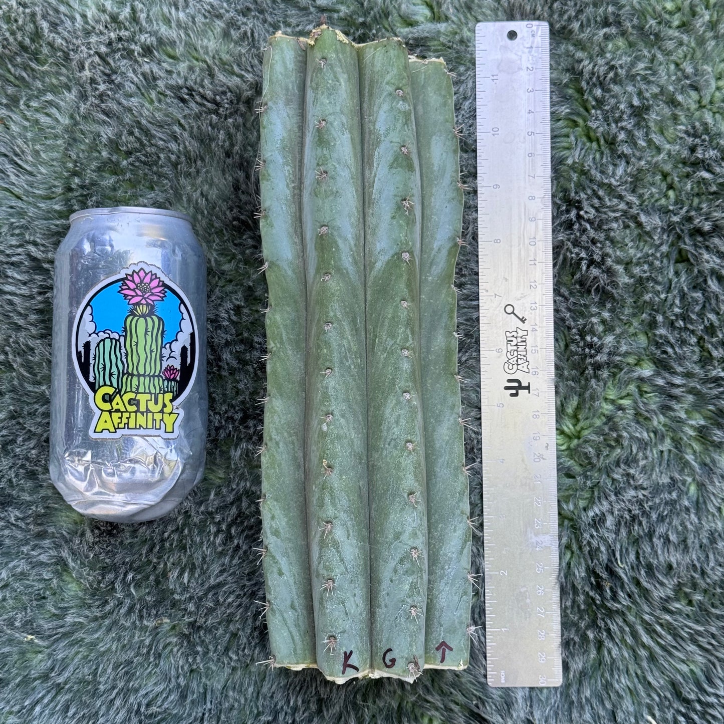 Kimura’s Giant