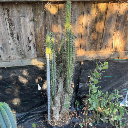 cuzcoensis - local pickup