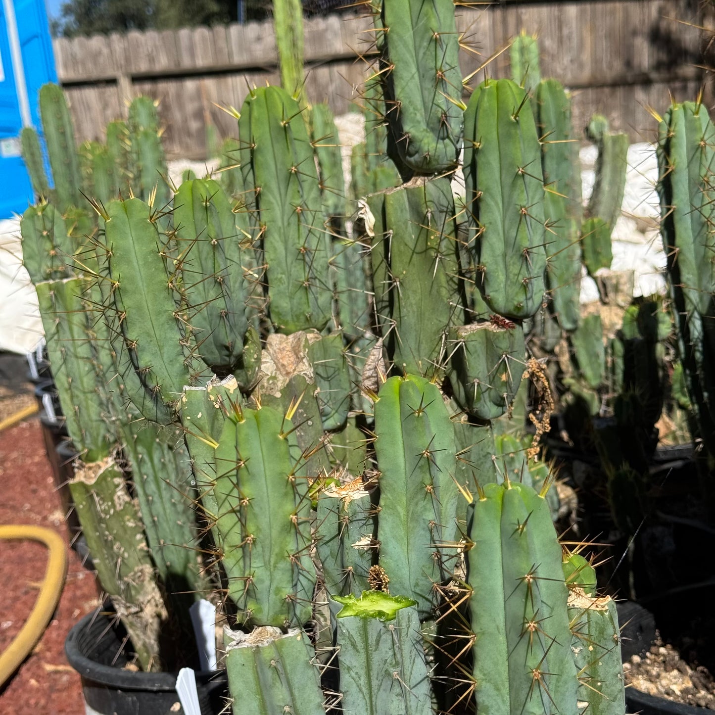 bridge Cactus Kate