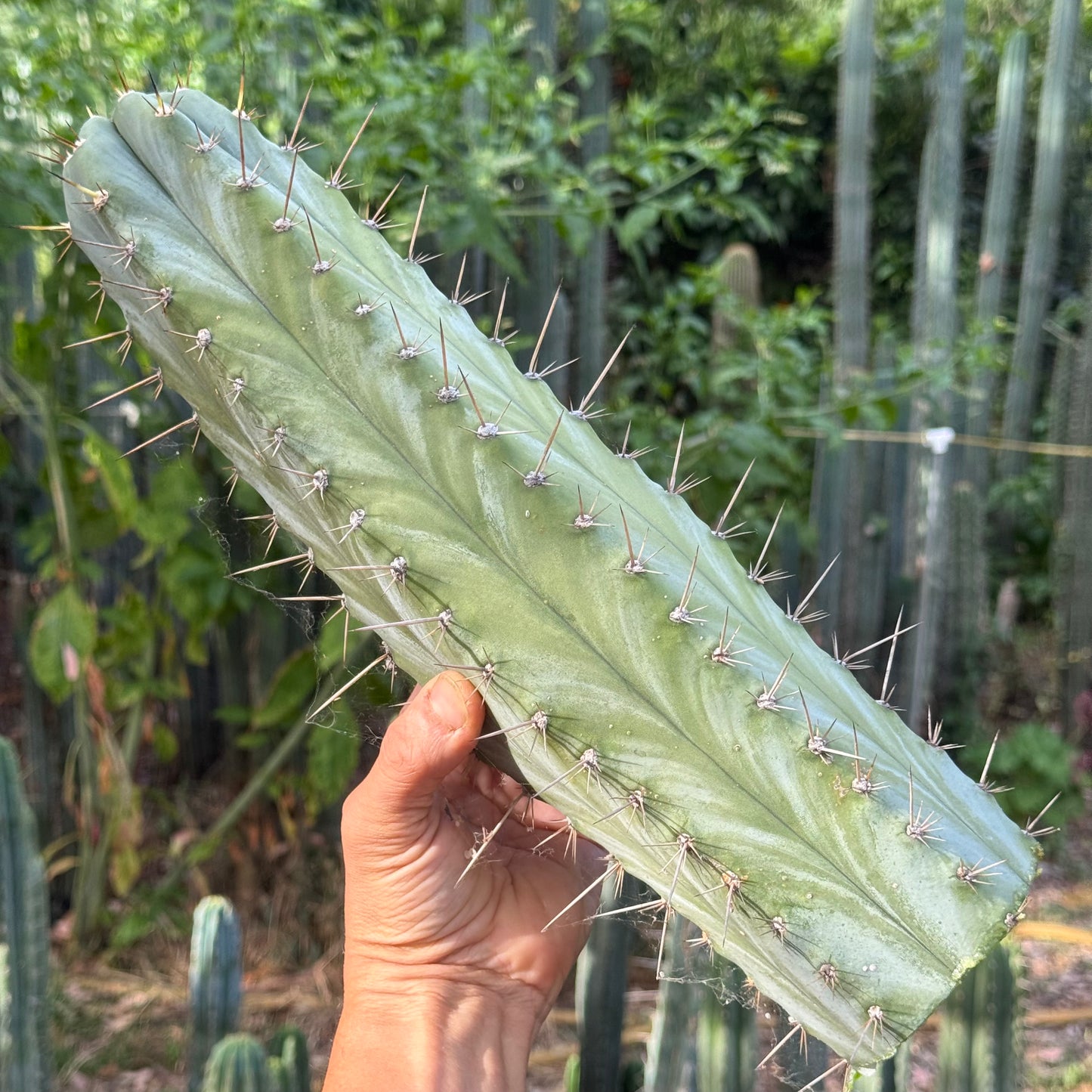 Wild Andes JS301 (IcarosDNA)
