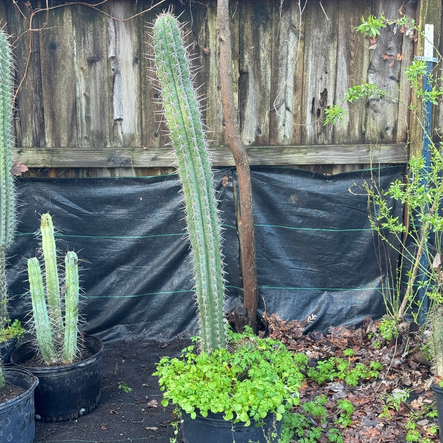 taquimbalensis - local pickup