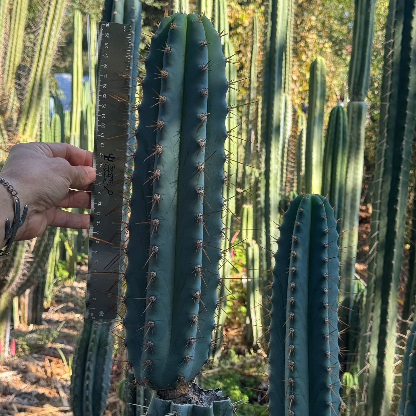 peru - Verne’s Glaucus