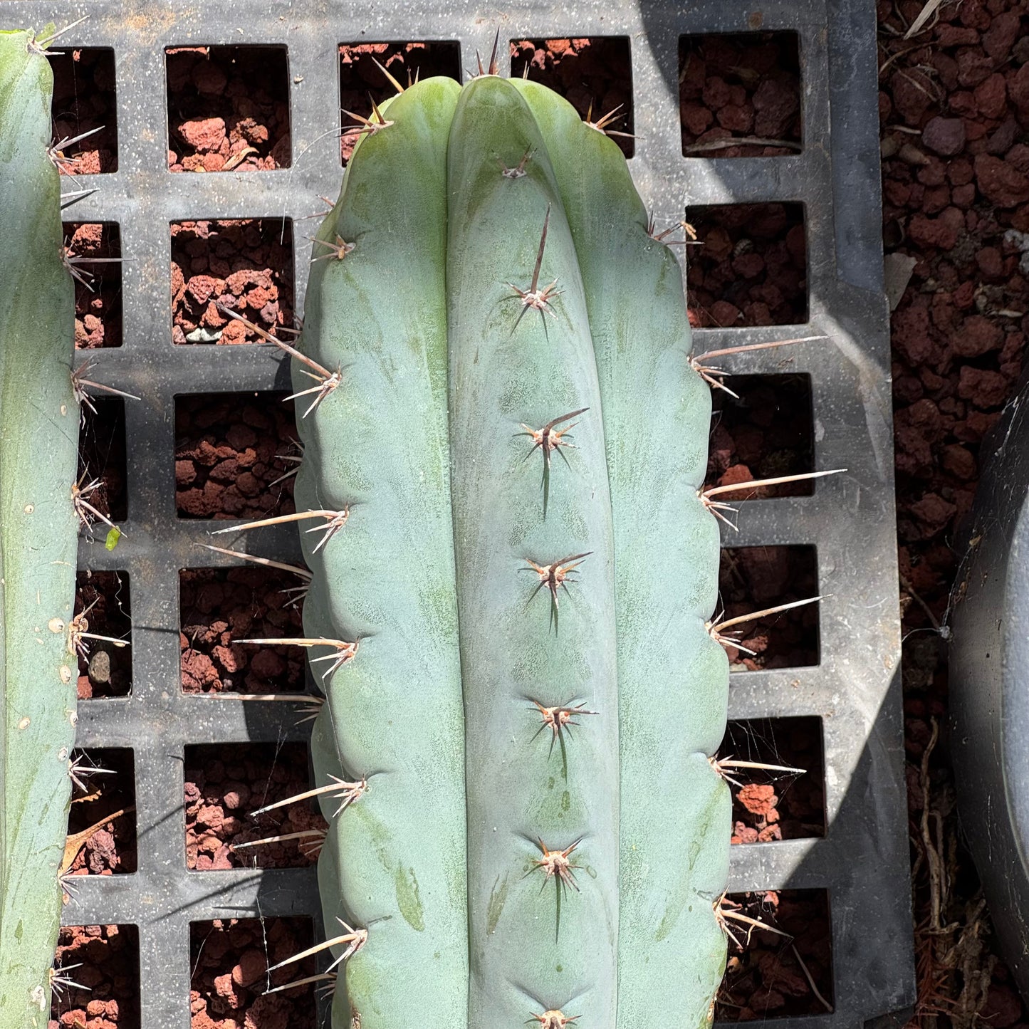 Verne’s Wild Andes #7