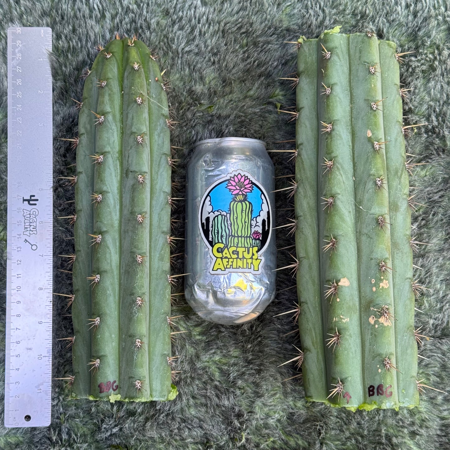 peru sp. puquiensis BBG#?