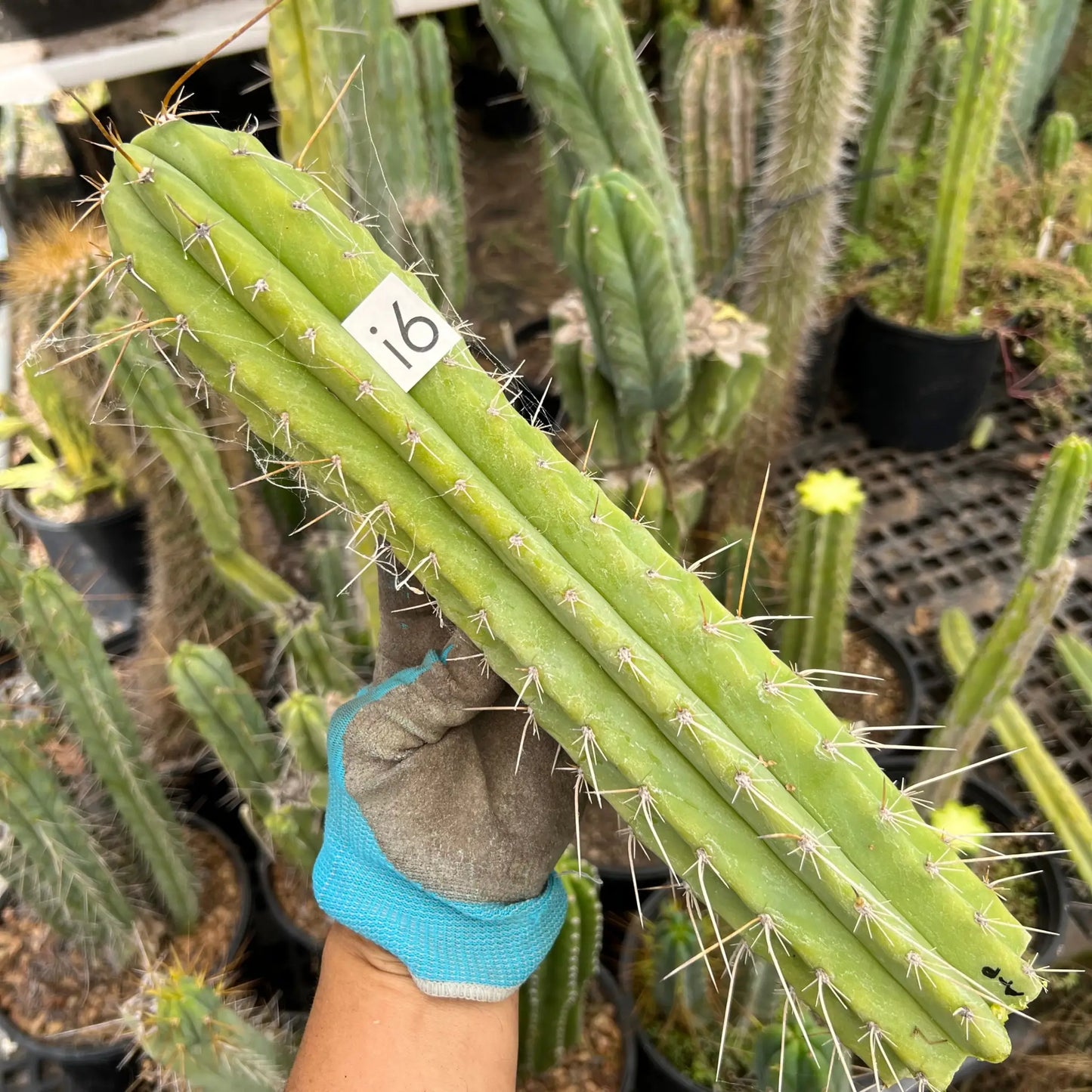 Altman’s peru - i6 14” tip cut - live cactus plant