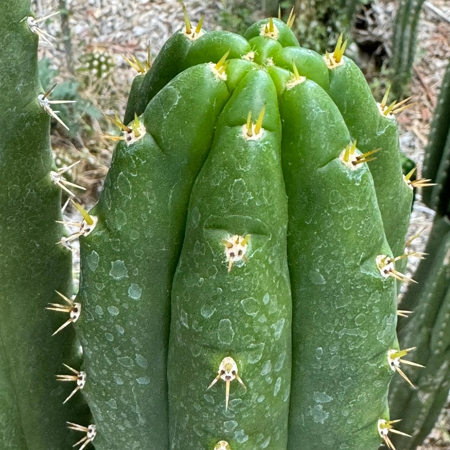 BK08611.5 (GB) - 10” tip cutting - live cactus plant