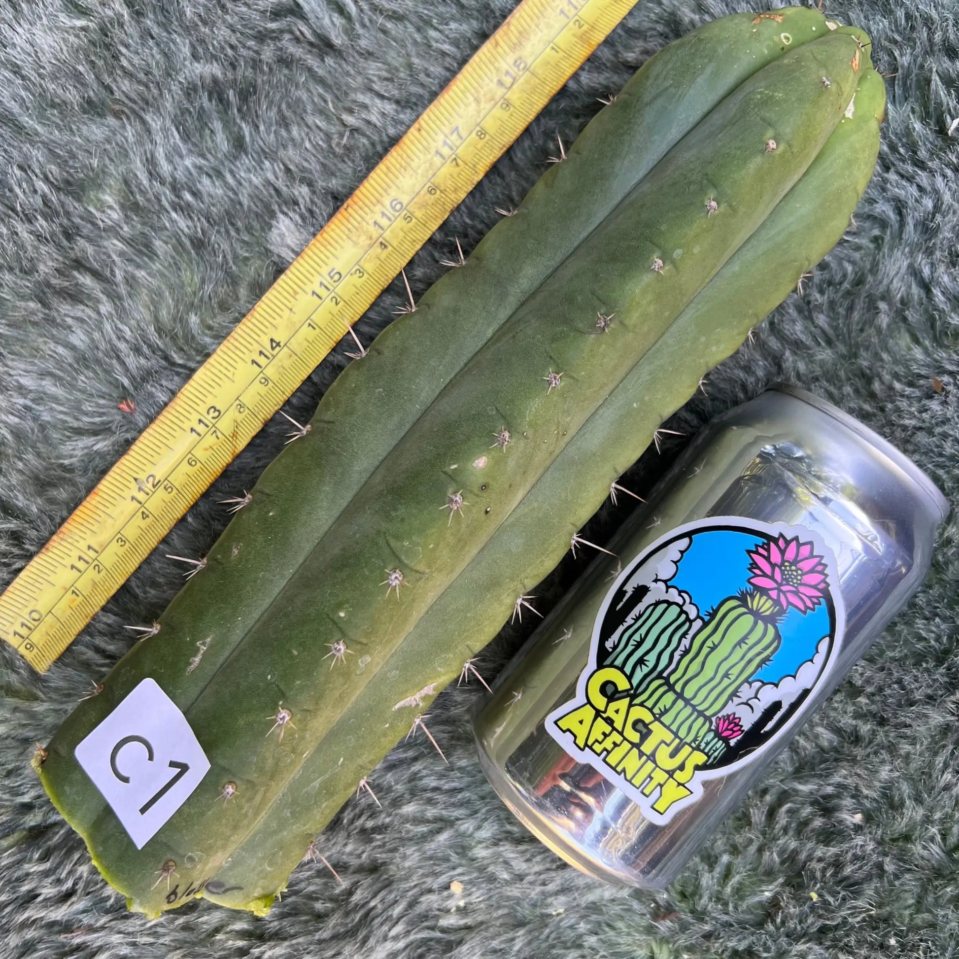Blosser clone - c1 10” tip cutting - live cactus plant