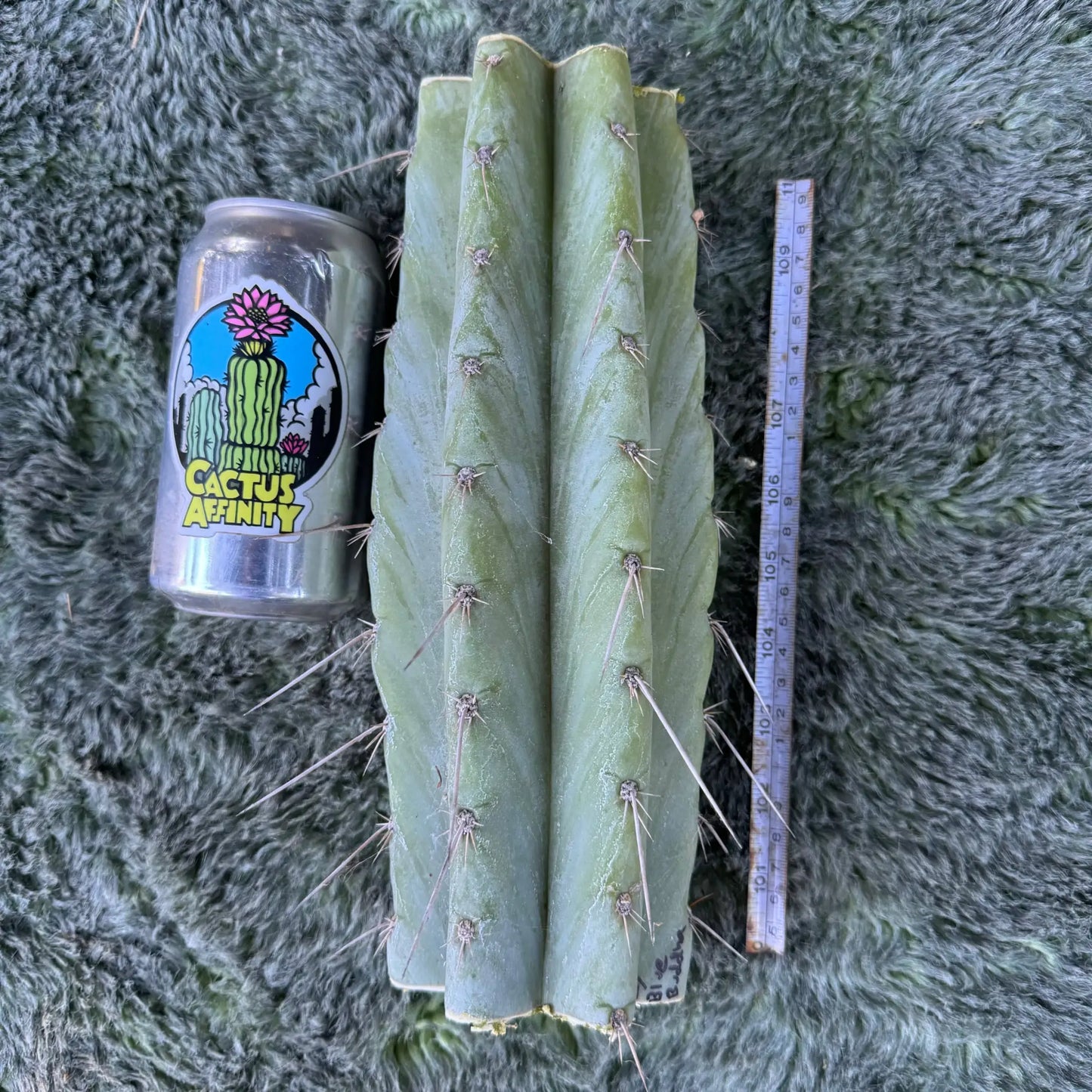 Blue Buddha - one 10” center cutting - live cactus plant