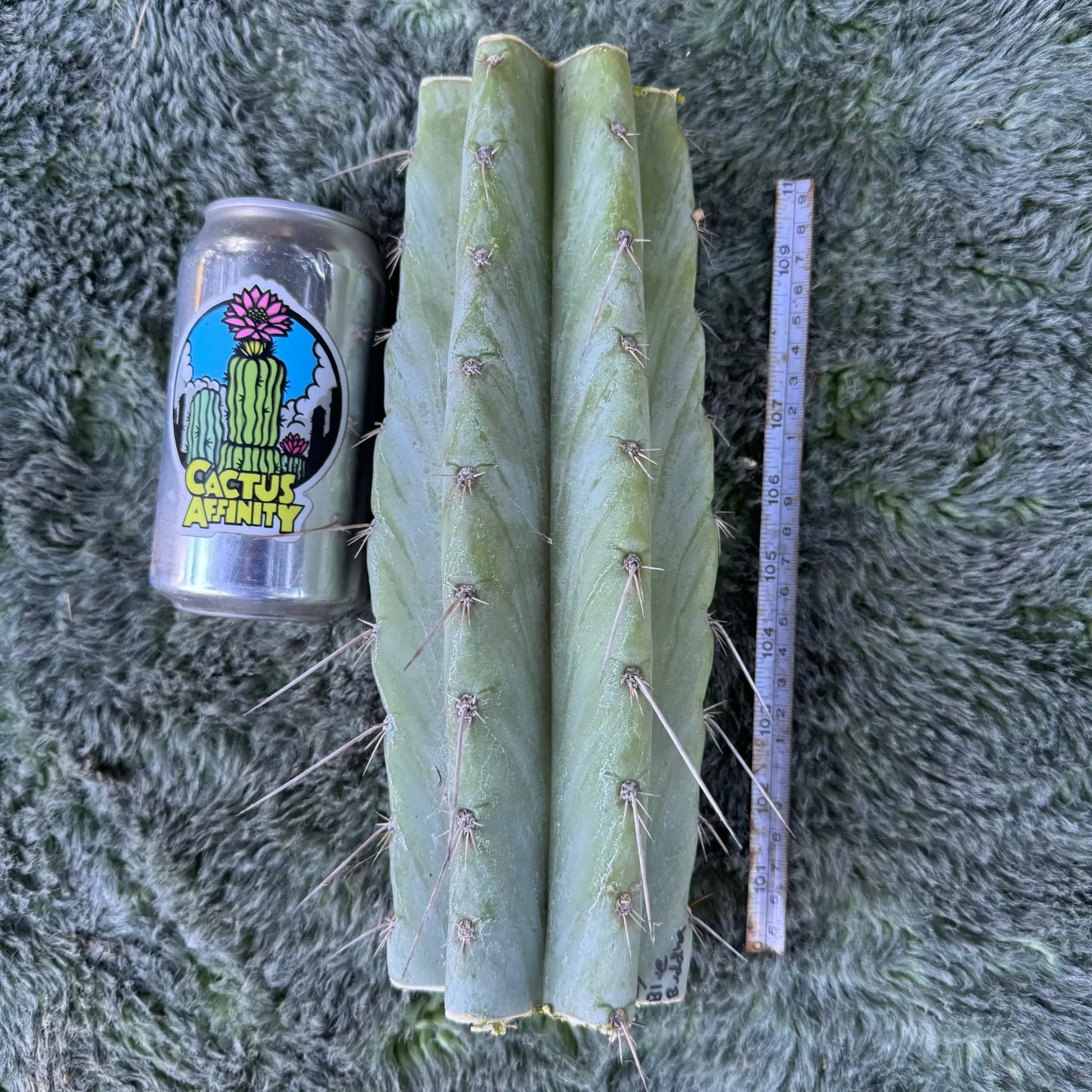 Blue Buddha - one 10” center cutting - live cactus plant