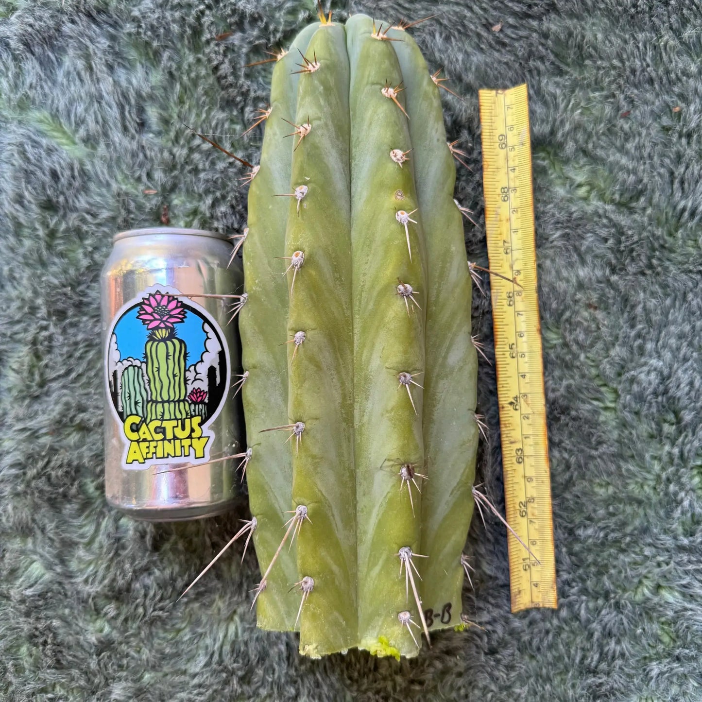 Blue Buddha - one 10” tip cutting - live cactus plant