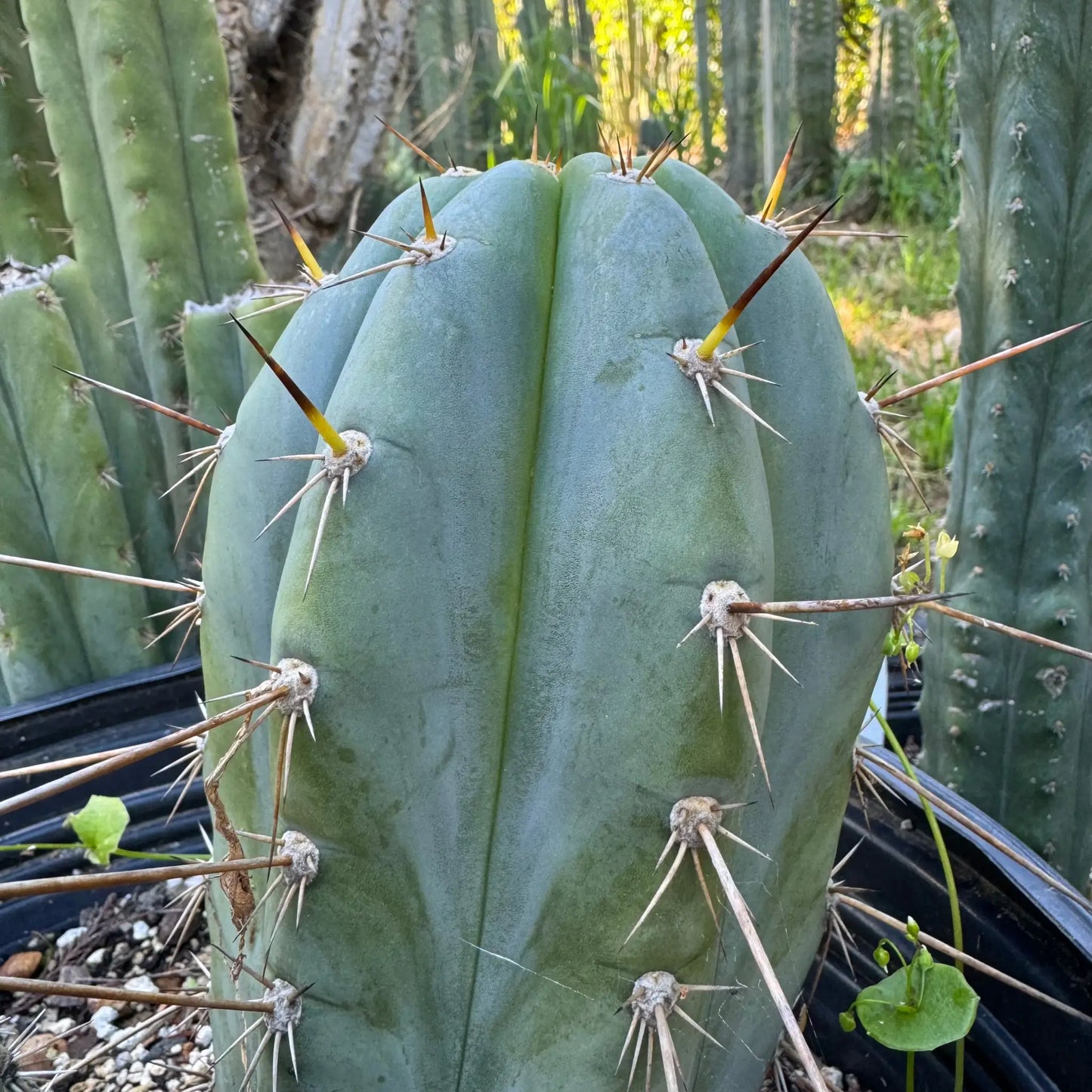 Blue Buddha - live cactus plant