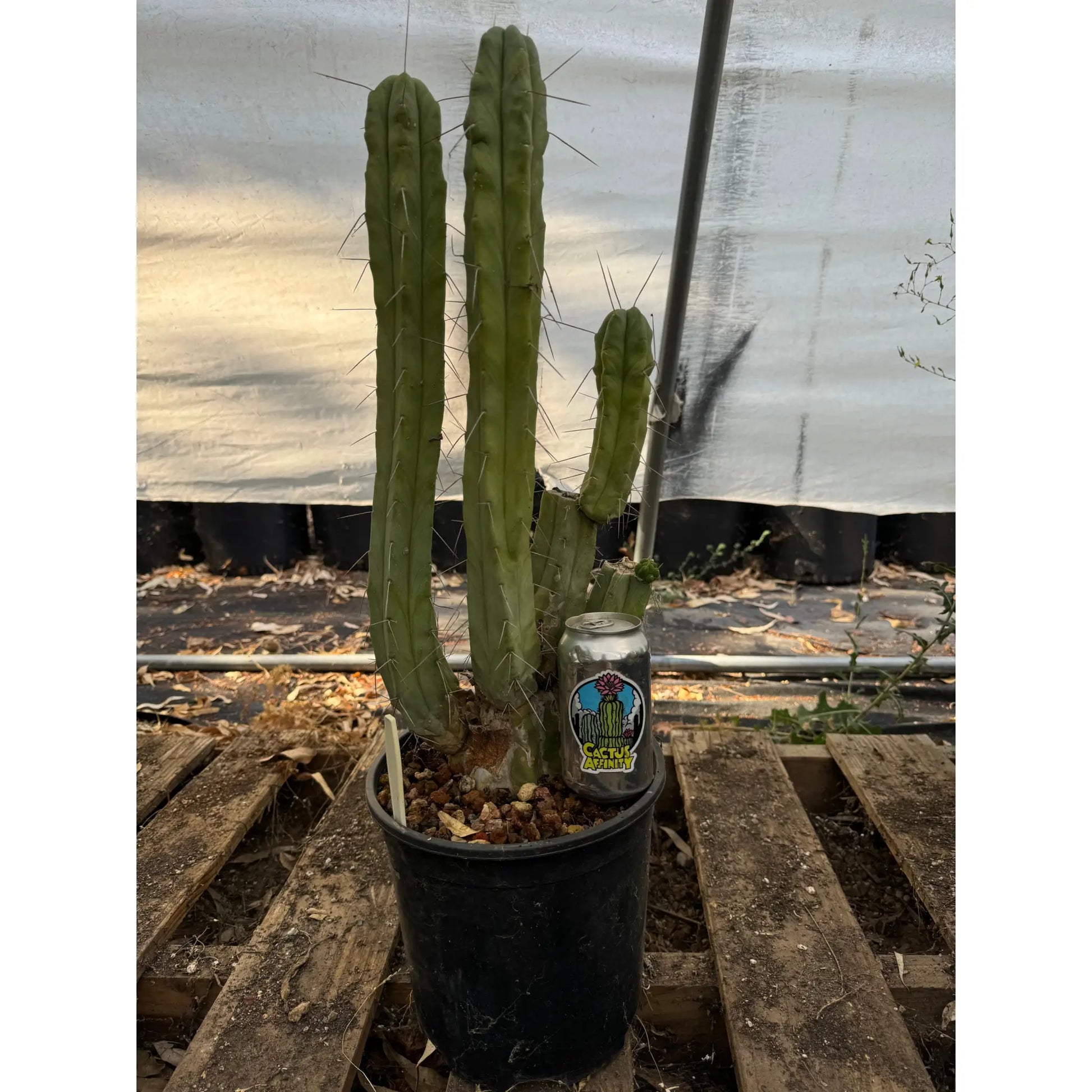 bridge #2 pot - live cactus plant
