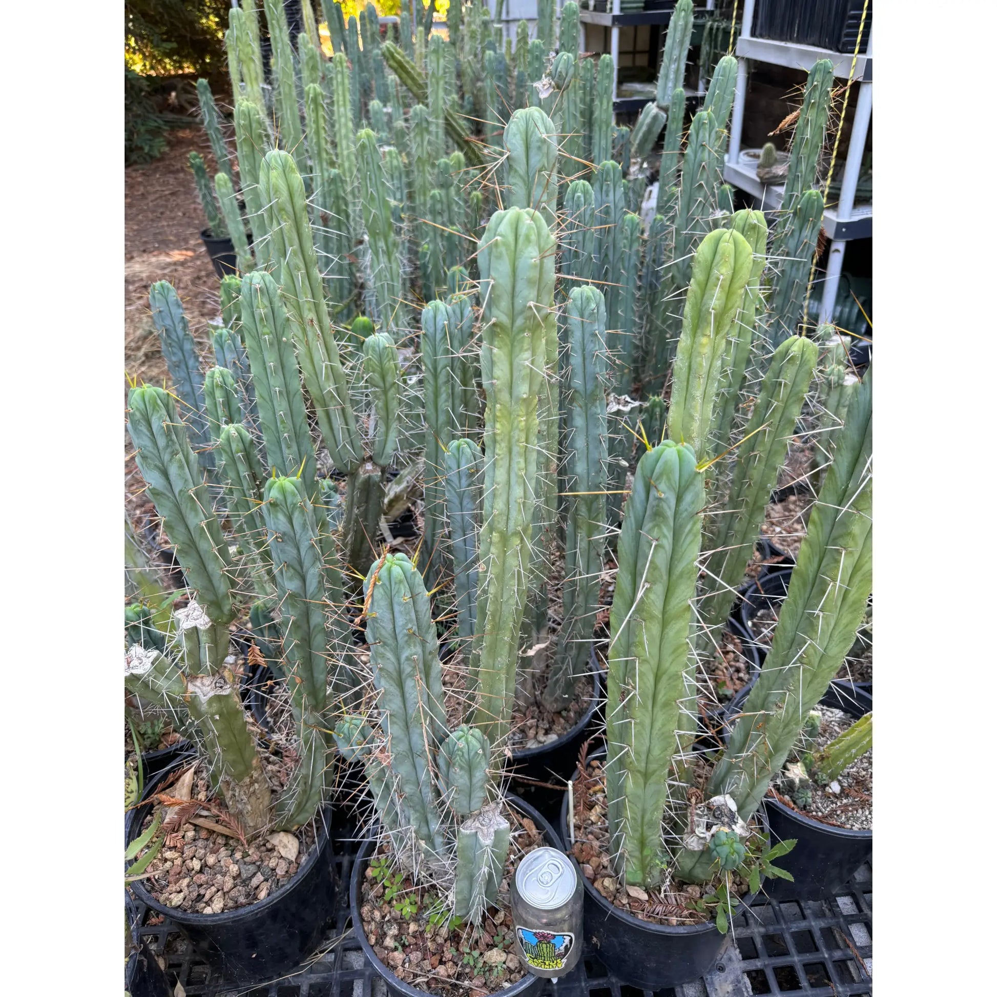 bridge #2 pot - live cactus plant