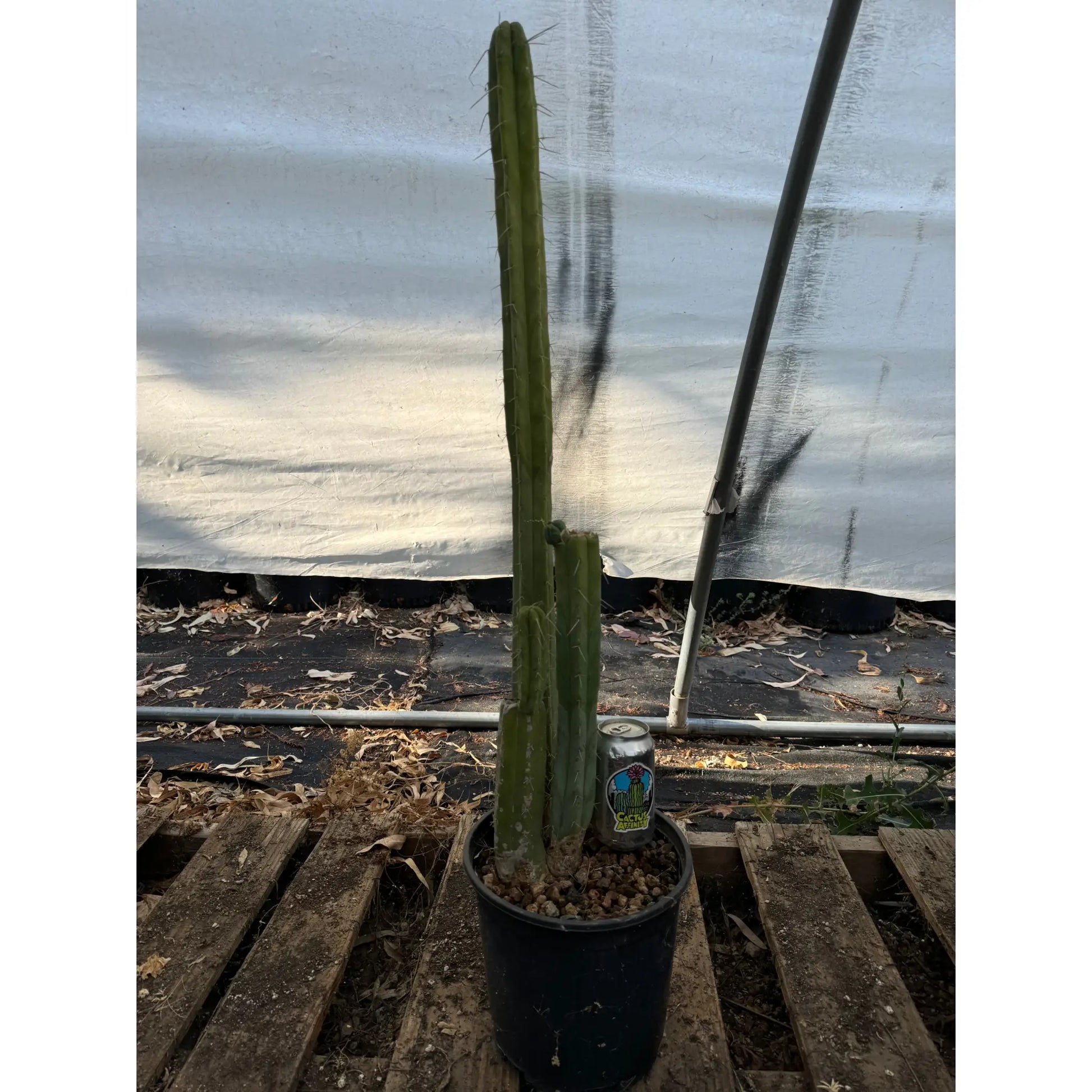 bridge #2 pot - live cactus plant
