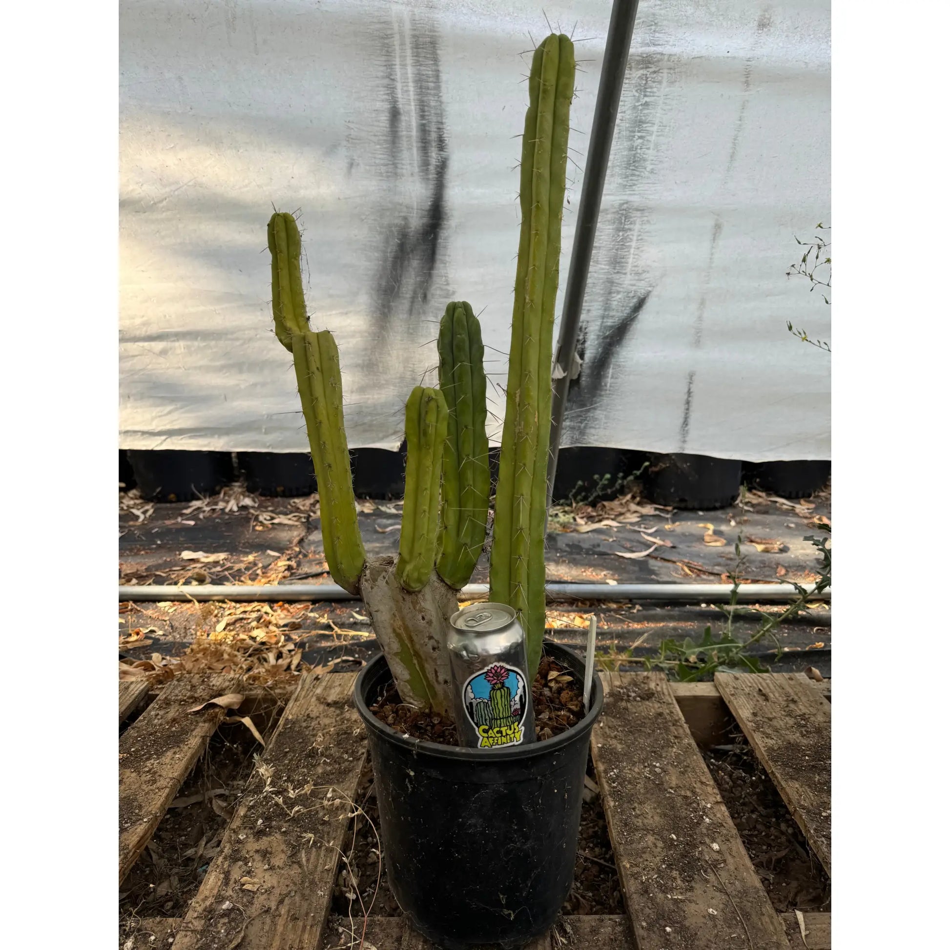 bridge #2 pot - live cactus plant